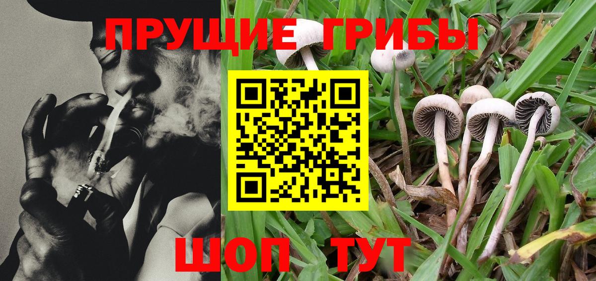 закладка  Галлюциногенные грибы Psilocybine cubensis  Вход с VPN  Ленинск-Кузнецкий  Псилоцибиновые грибы Cubensis 